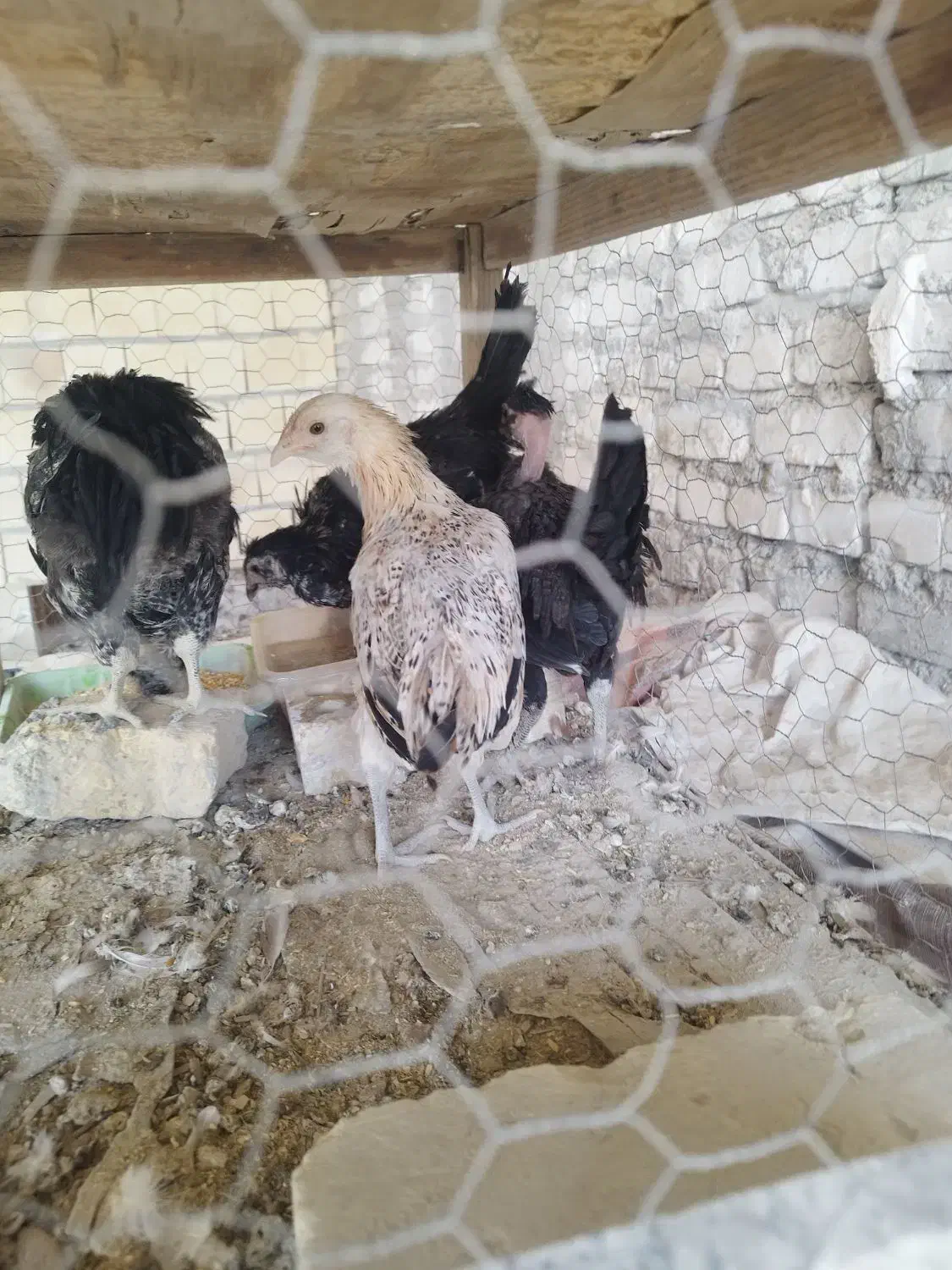 تلویزیون گلین اصل  مر.غ گ.لین|تلویزیون و پروژکتور|یزد, |دیوار