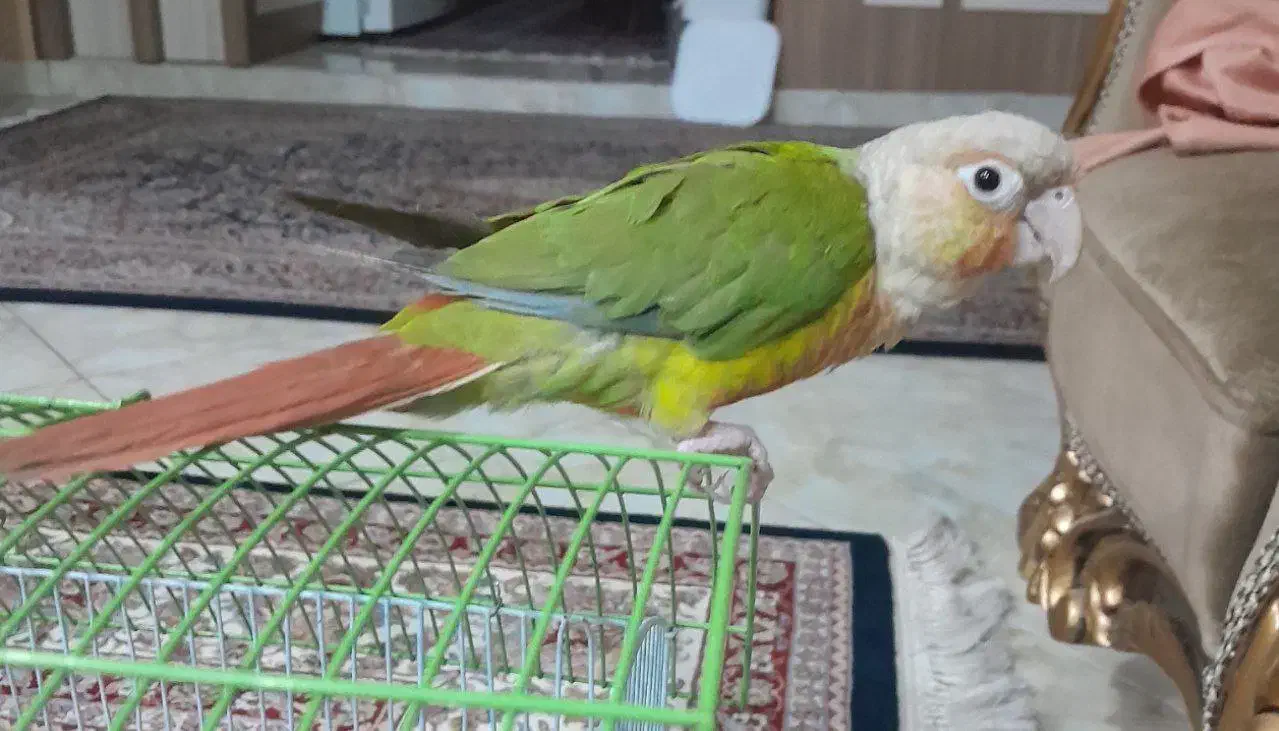 پرنده گرینچیک|پرنده|ملایر, |دیوار