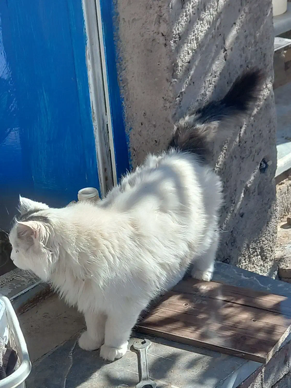 گربه خونگی بسیار خوشگل|گربه|قره پشتلو, |دیوار