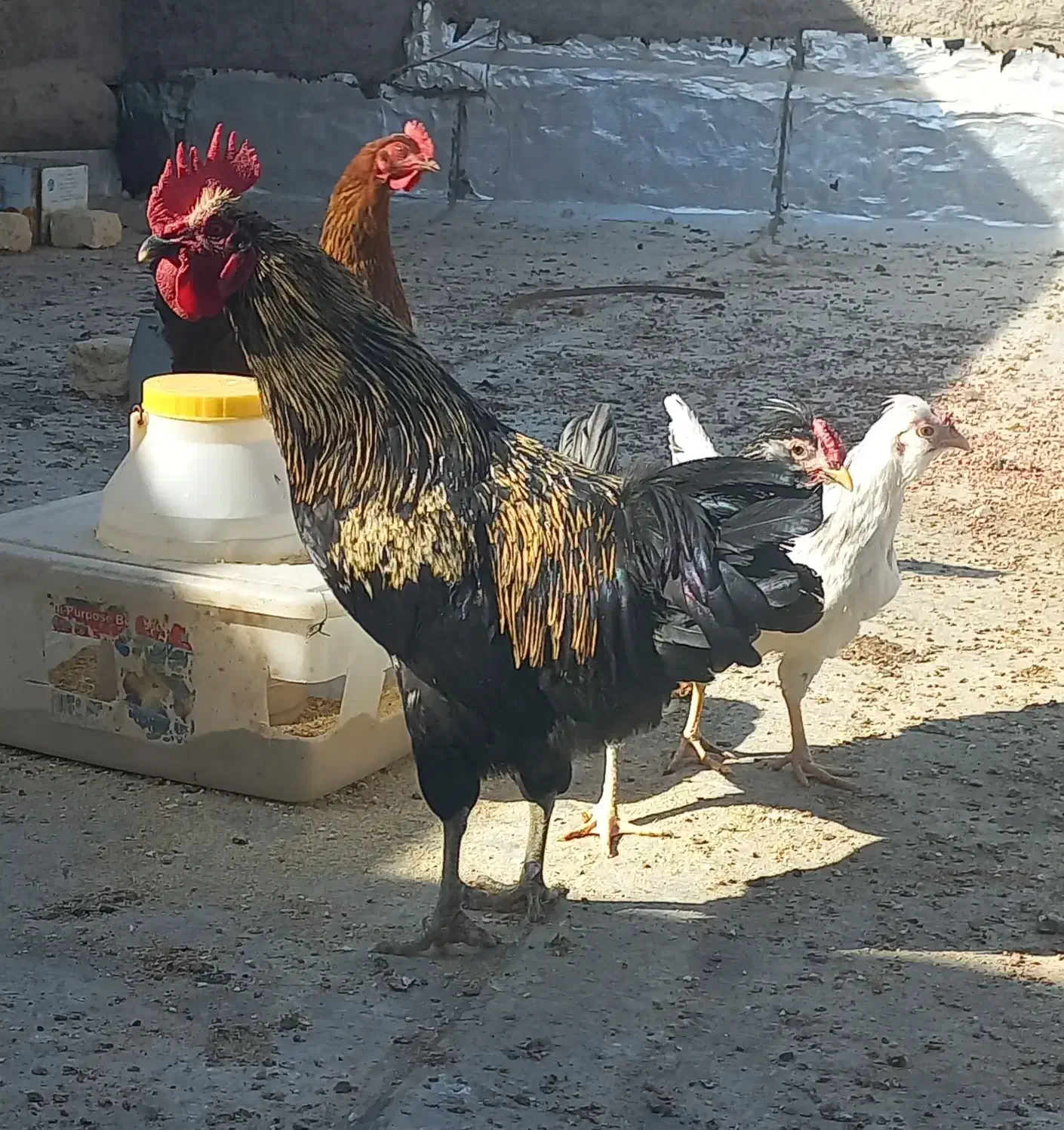 خروس رسمی. ورجان|حیوانات مزرعه|قم, پردیسان|دیوار