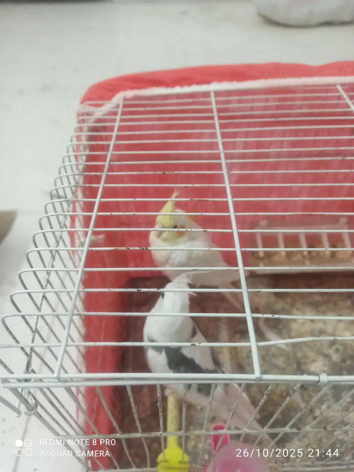 عروس هلندی و مرغ عشق|پرنده|مشهد, حضرت حجت|دیوار