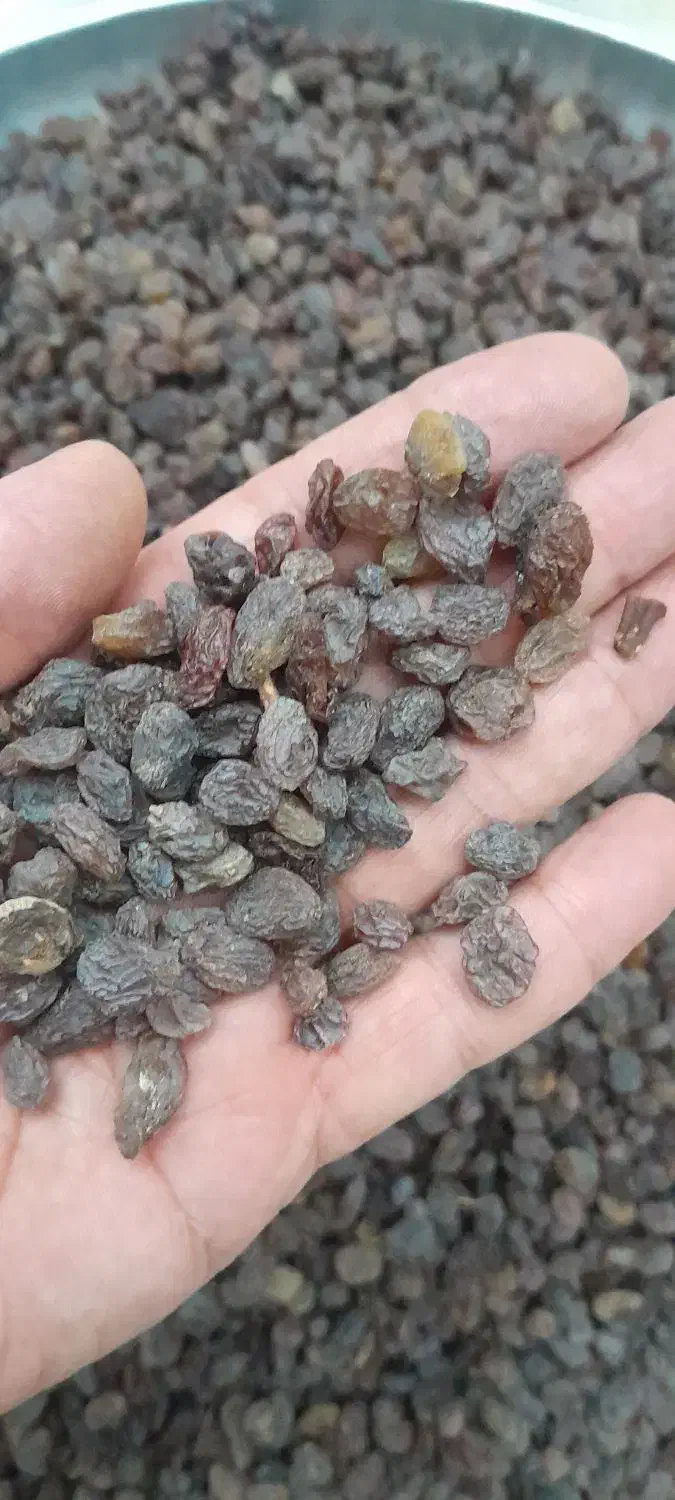 کشمش آفتابی تاکستان|خوردنی و آشامیدنی|تهران, فلاح|دیوار