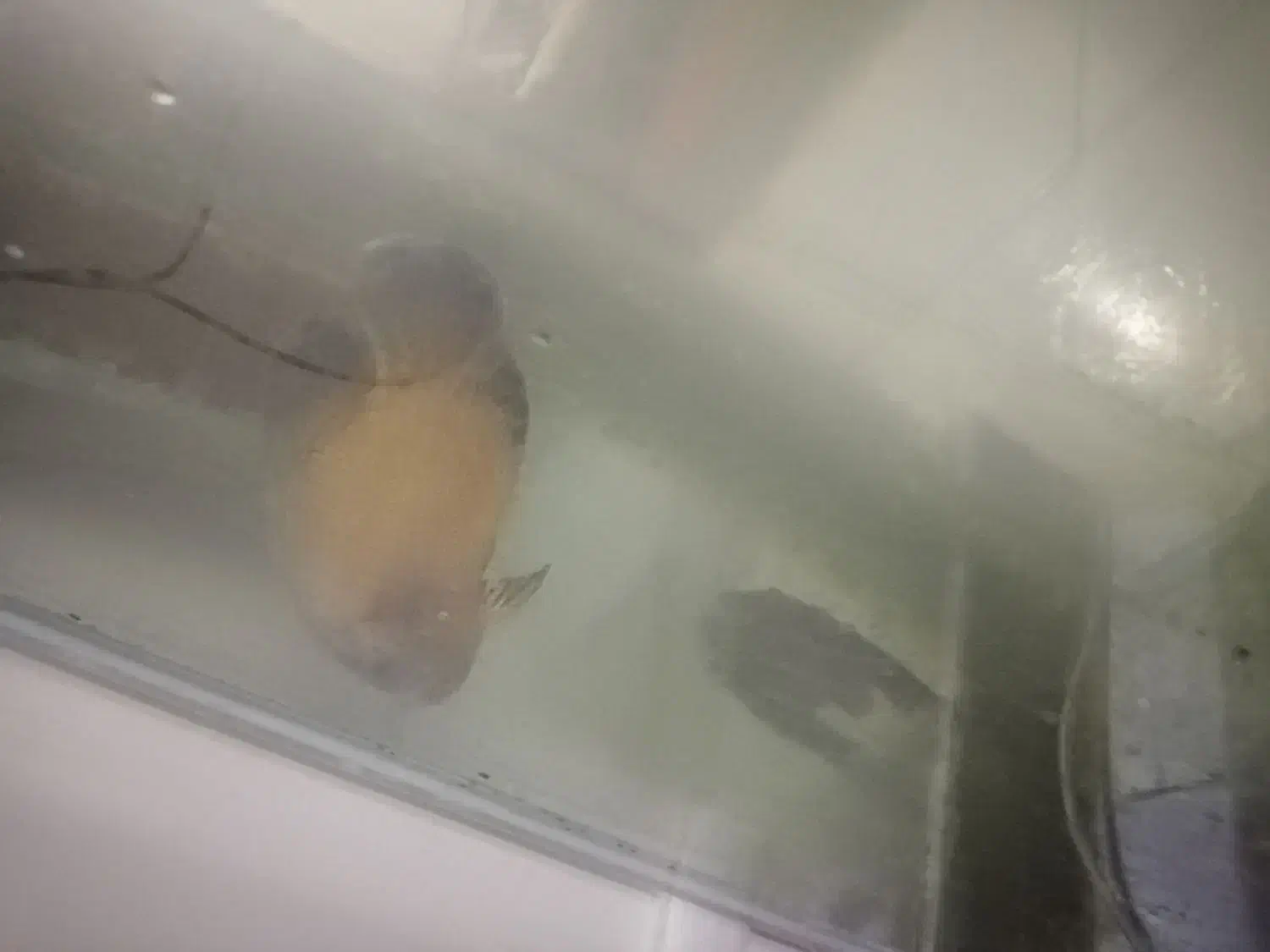 ماهی اسکار و ردتیل|ماهی|بندرعباس, |دیوار