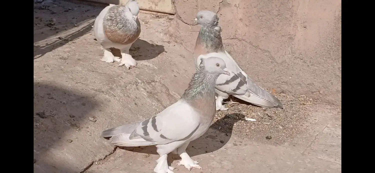 کبوتر تاکلا تُرکیه. سوسنی کاغذی. سبز عربی اصیل|پرنده|تبریز, |دیوار