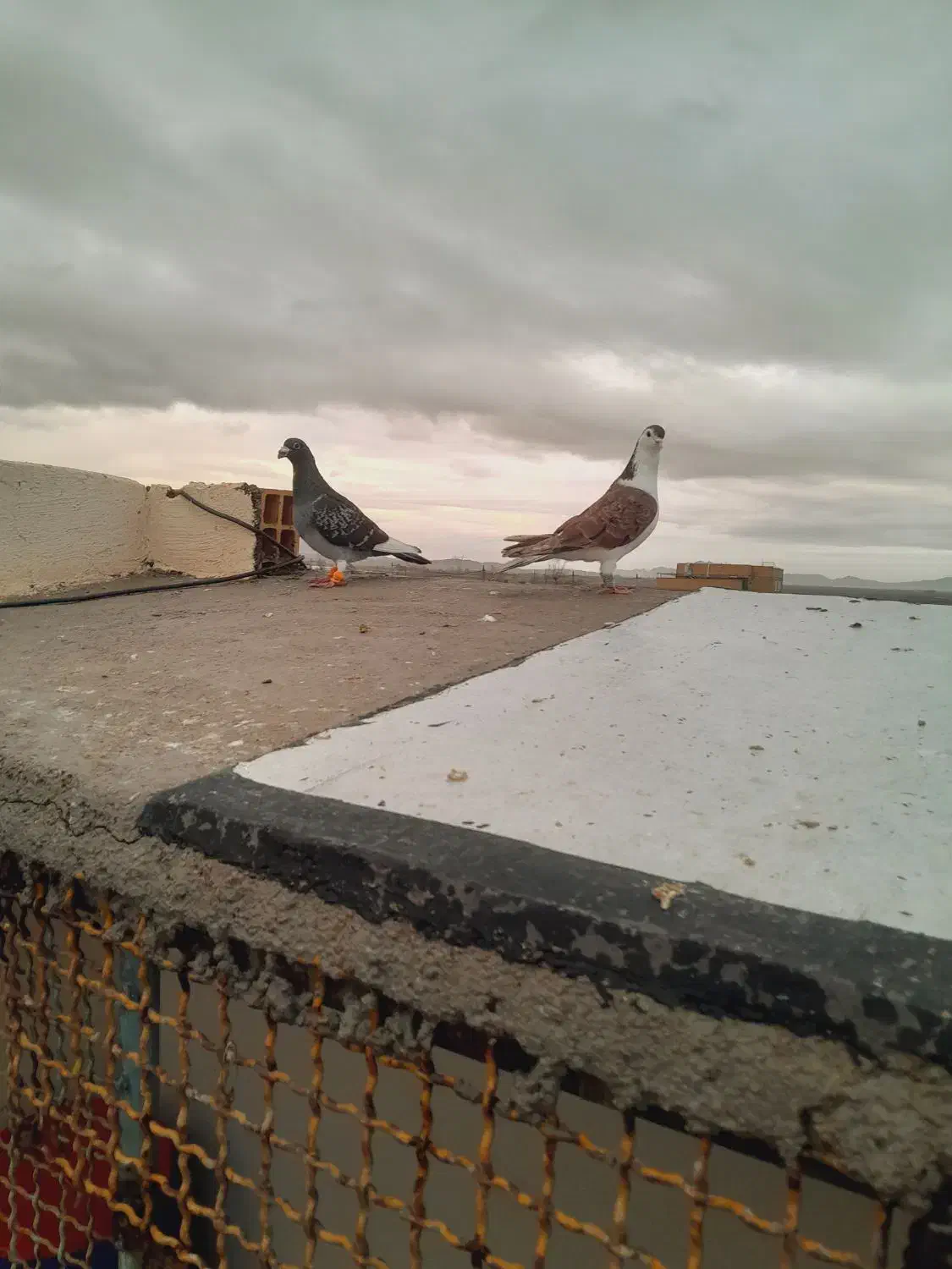 کبوتر|پرنده|اسفراین, |دیوار