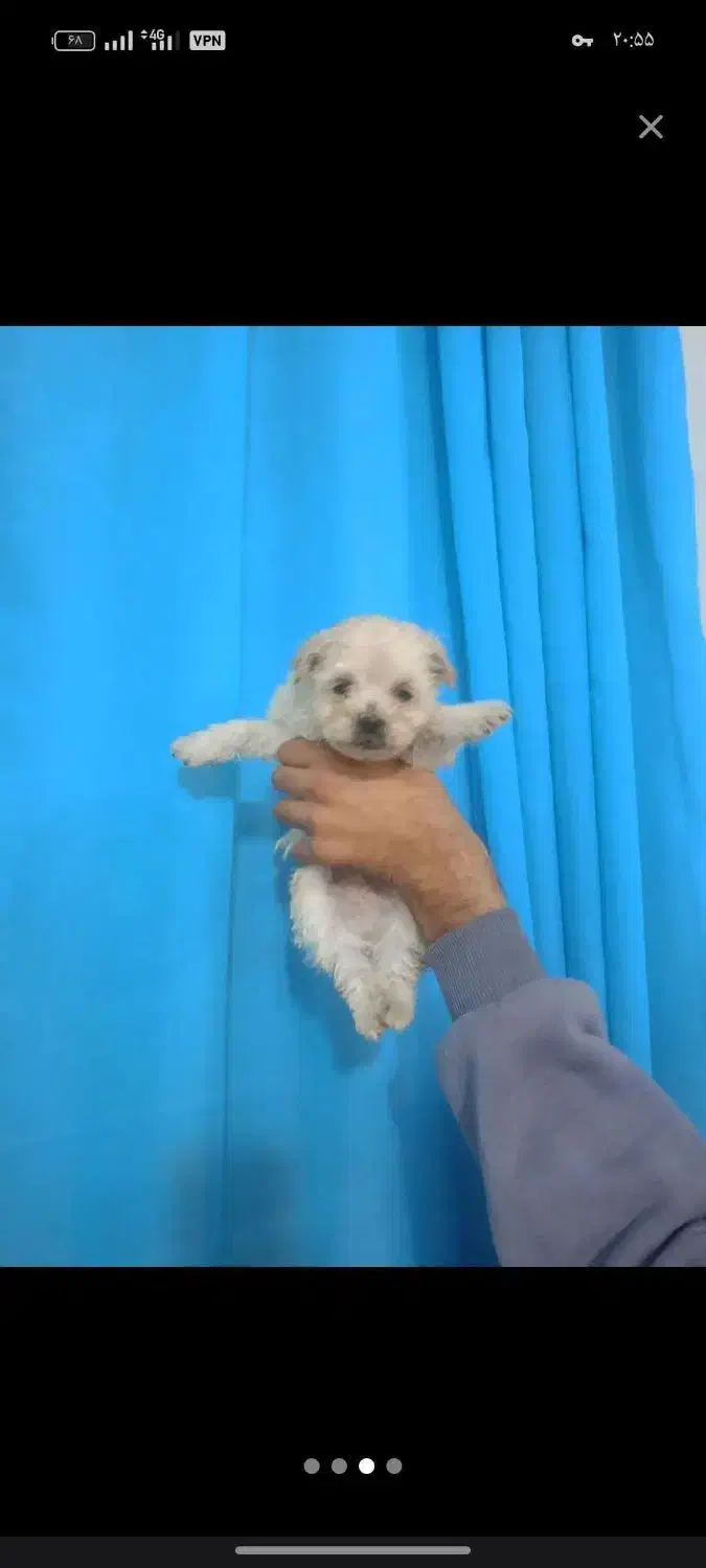 توله سایز ریز|سگ|بجنورد, |دیوار