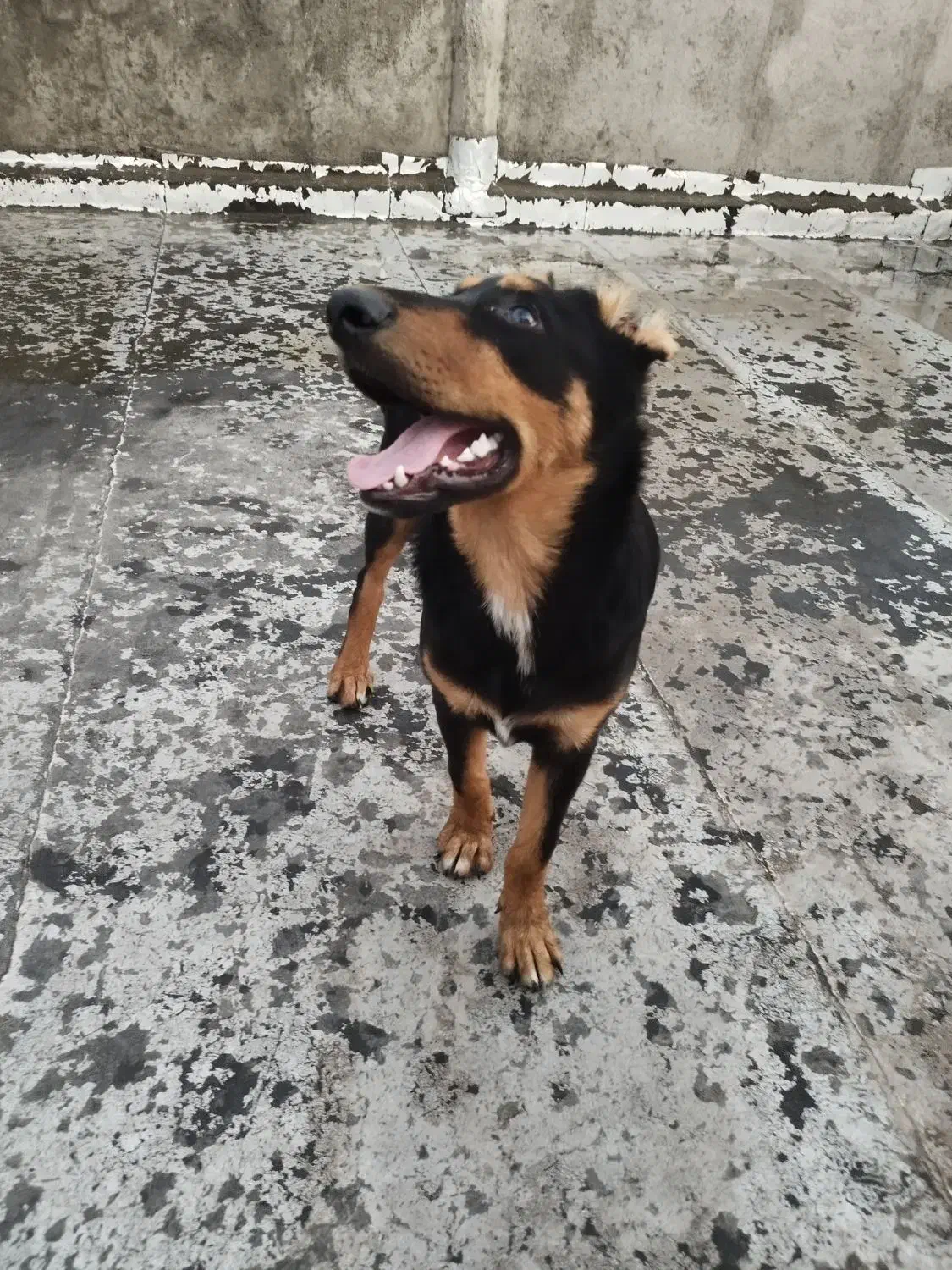 دوبرمن نر ۹ماهه|سگ|قم, کاسه گران|دیوار