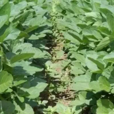 علوفه دامی لوبیا|عمدهفروشی|فارسان, |دیوار