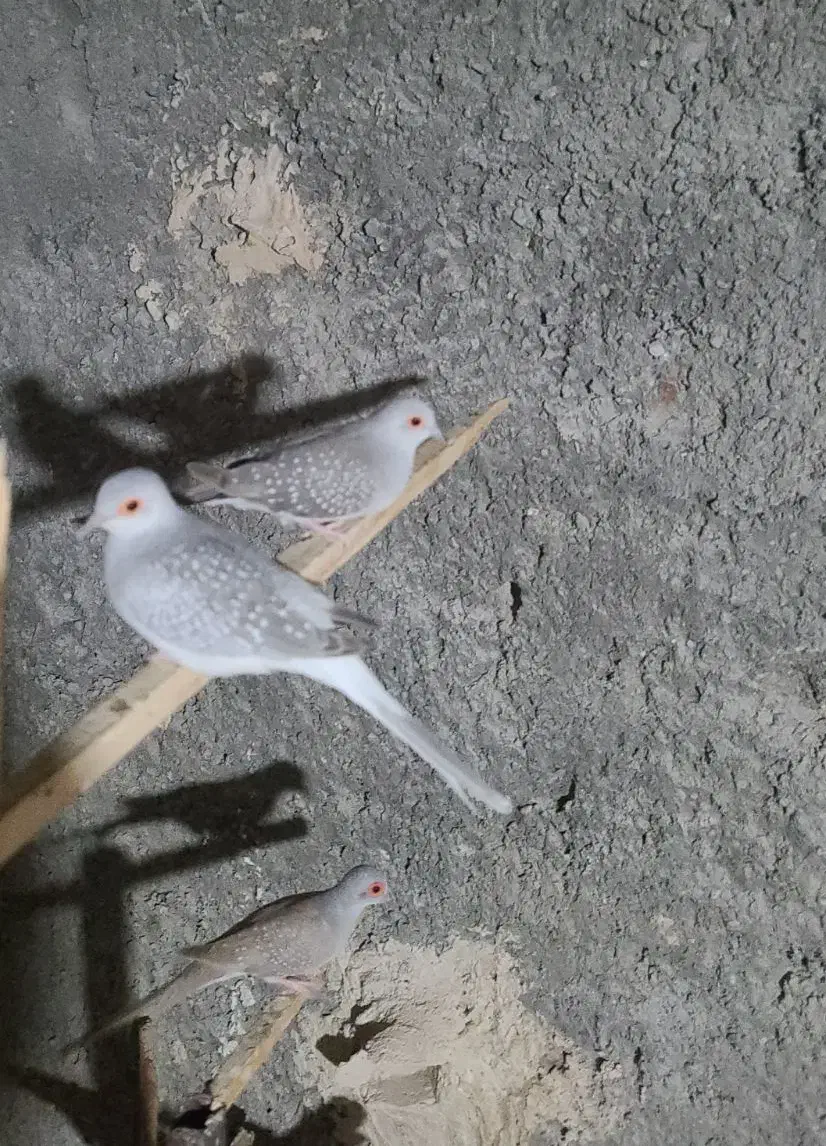 کبوتر خانگی|پرنده|بندرعباس, |دیوار