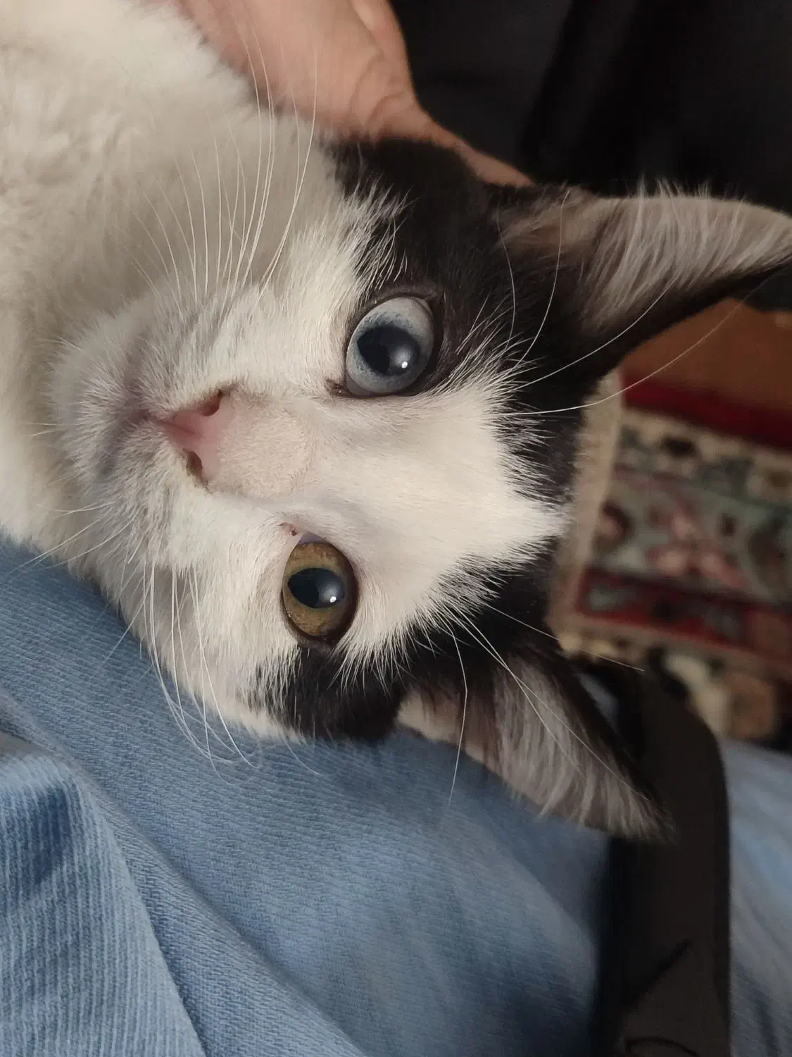 گربه گمشده|حیوانات|تبریز, |دیوار