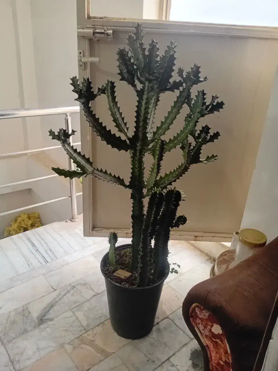 کاکتوس|گل و گیاه طبیعی|شاهرود, |دیوار