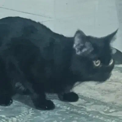 گربه های اهلی وخونگی|گربه|بجنورد, |دیوار