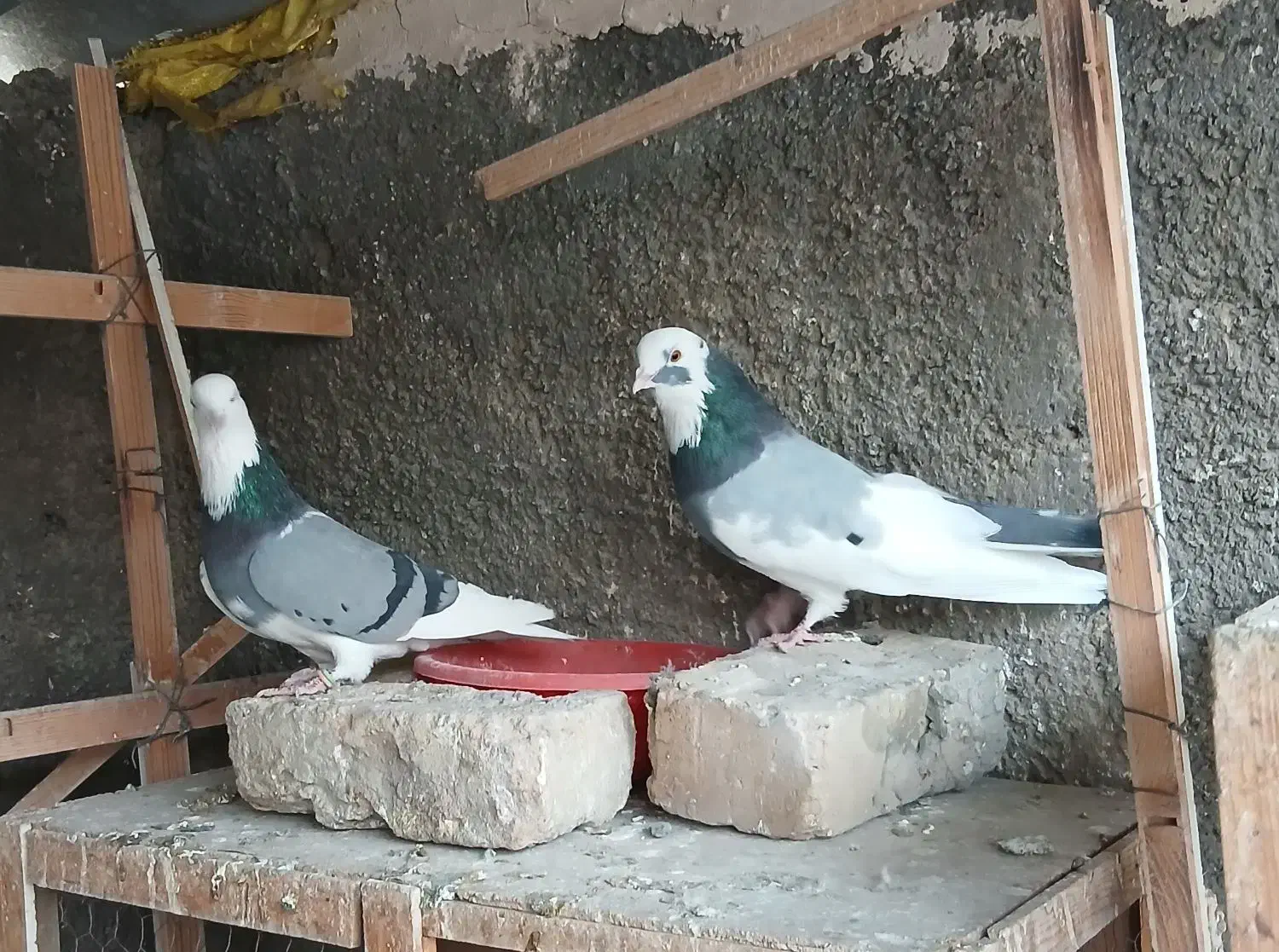 کبوتر|پرنده|ری, شهرک نظامی|دیوار