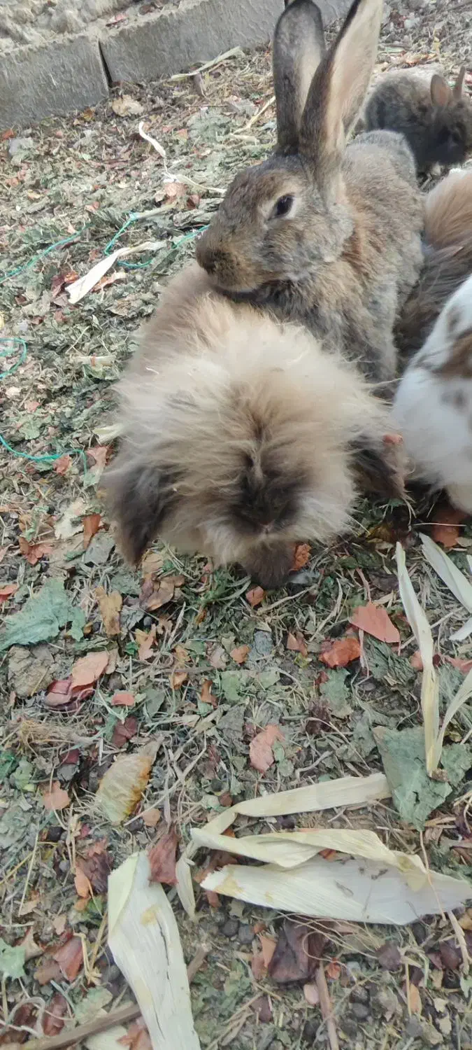 خرگوش|موش و خرگوش|زهک, |دیوار