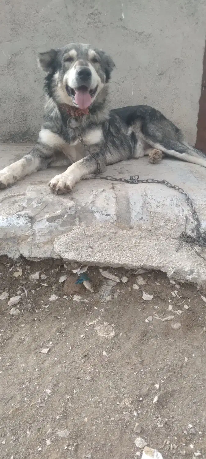 سگ.|سگ|سردرود, |دیوار