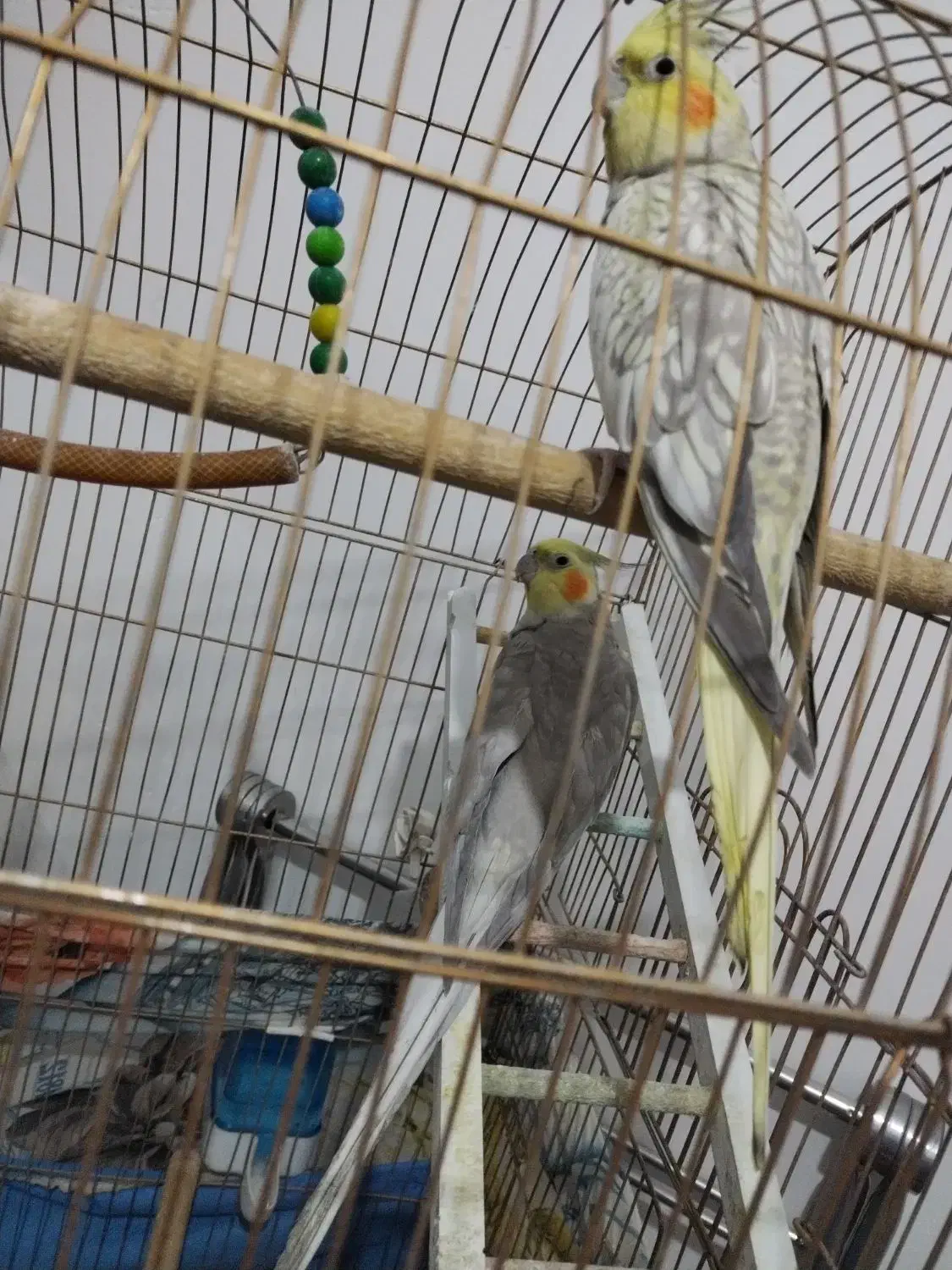 یک جفد عروس هلندی|پرنده|قم, نیروگاه|دیوار