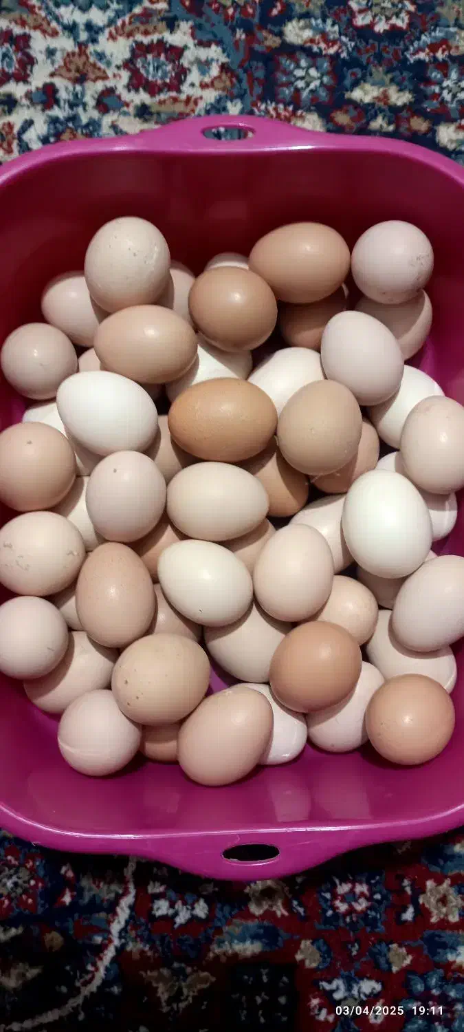 تخم مرغ نطفه دار|خوردنی و آشامیدنی|ساوه, |دیوار