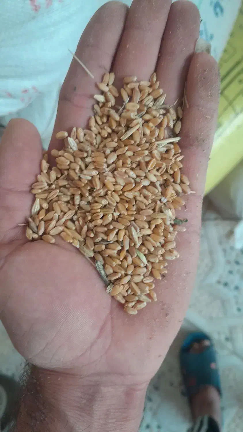 گندم امیدیه|لوازم جانبی حیوانات|امیدیه, |دیوار