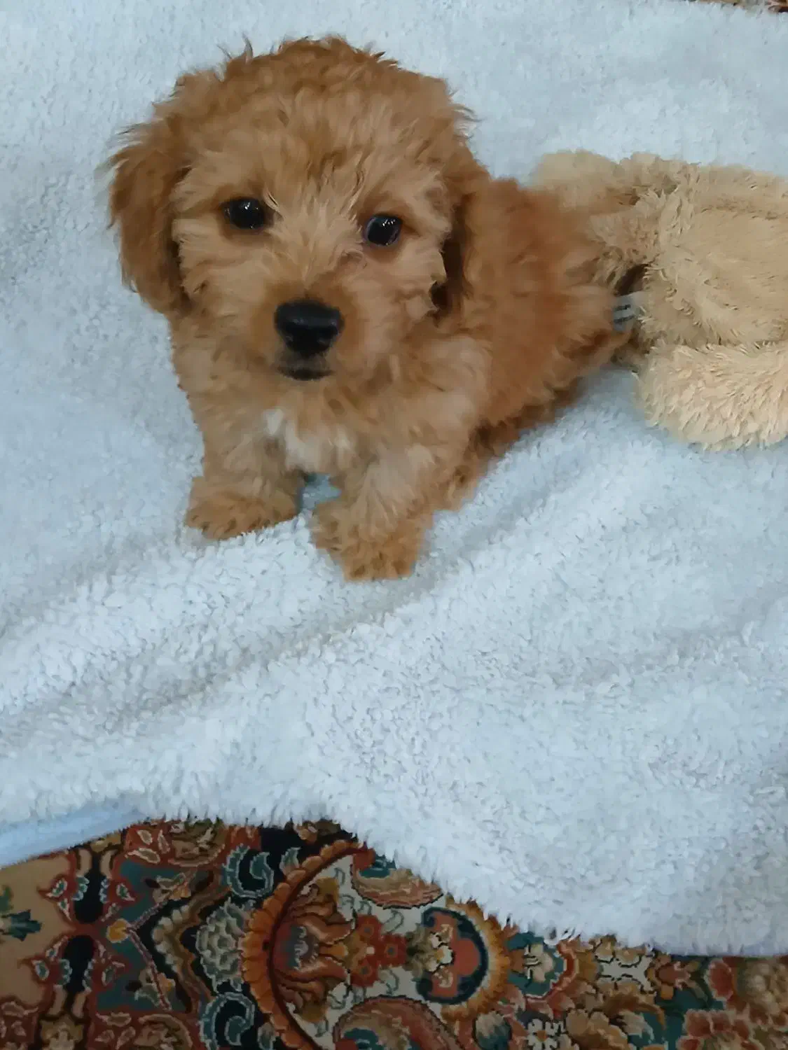 سگ نژاد پودل|سگ|فردیس, فردیس|دیوار