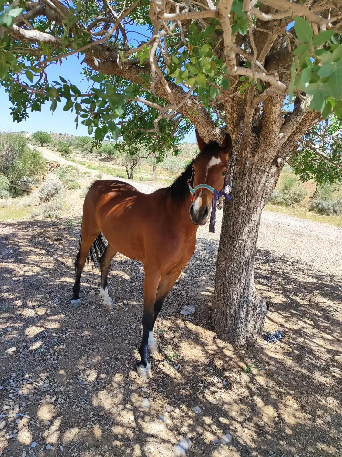 اسب مادیان|اسب و تجهیزات اسب‌سواری|فسا, |دیوار