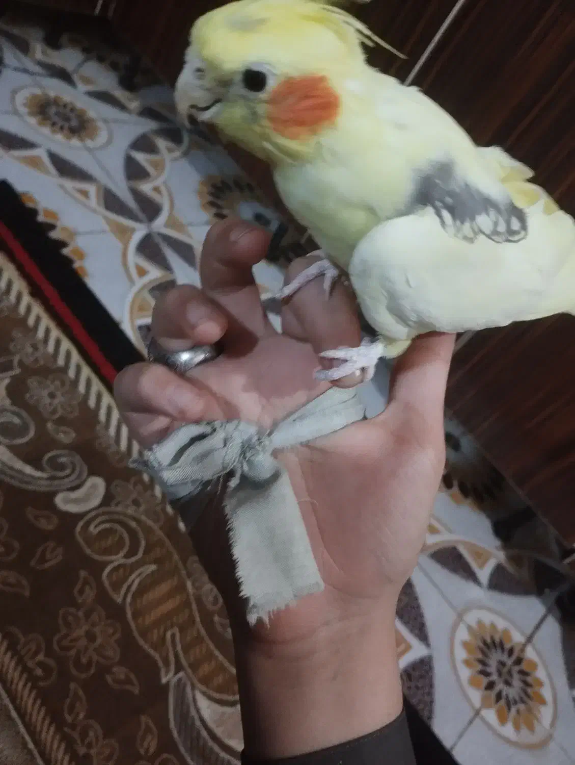 عروس هلندی رام|پرنده|سراوان, |دیوار