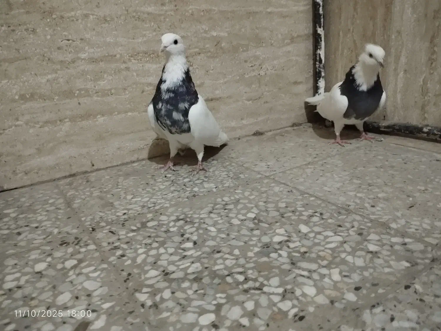 طوقی|پرنده|اصفهان, سودان|دیوار