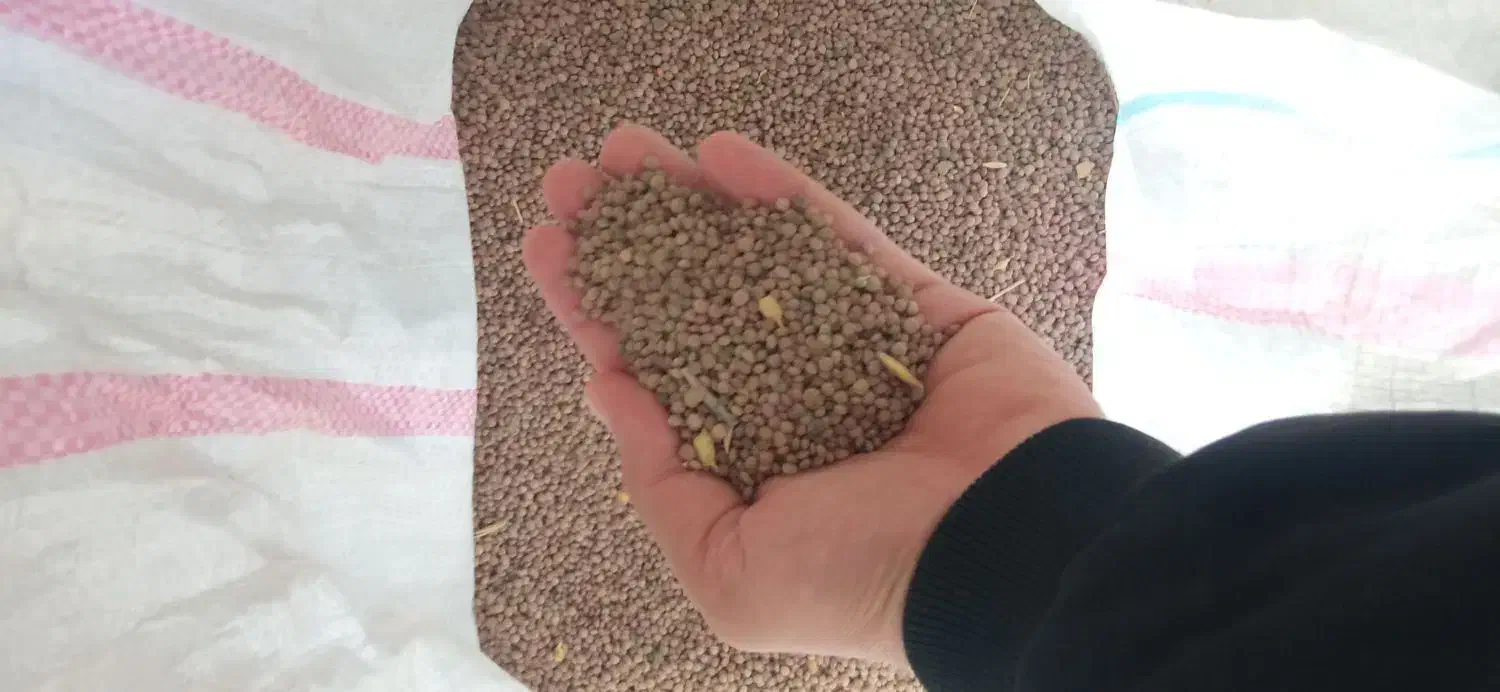 عدس(نوژی)|خوردنی و آشامیدنی|کوهدشت, |دیوار