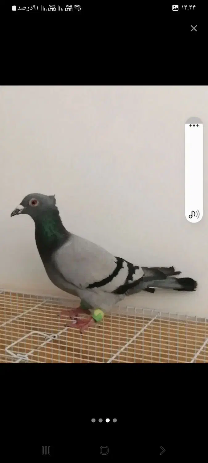 سبز دوخط کاکولی|پرنده|مشهد, ابوذر|دیوار