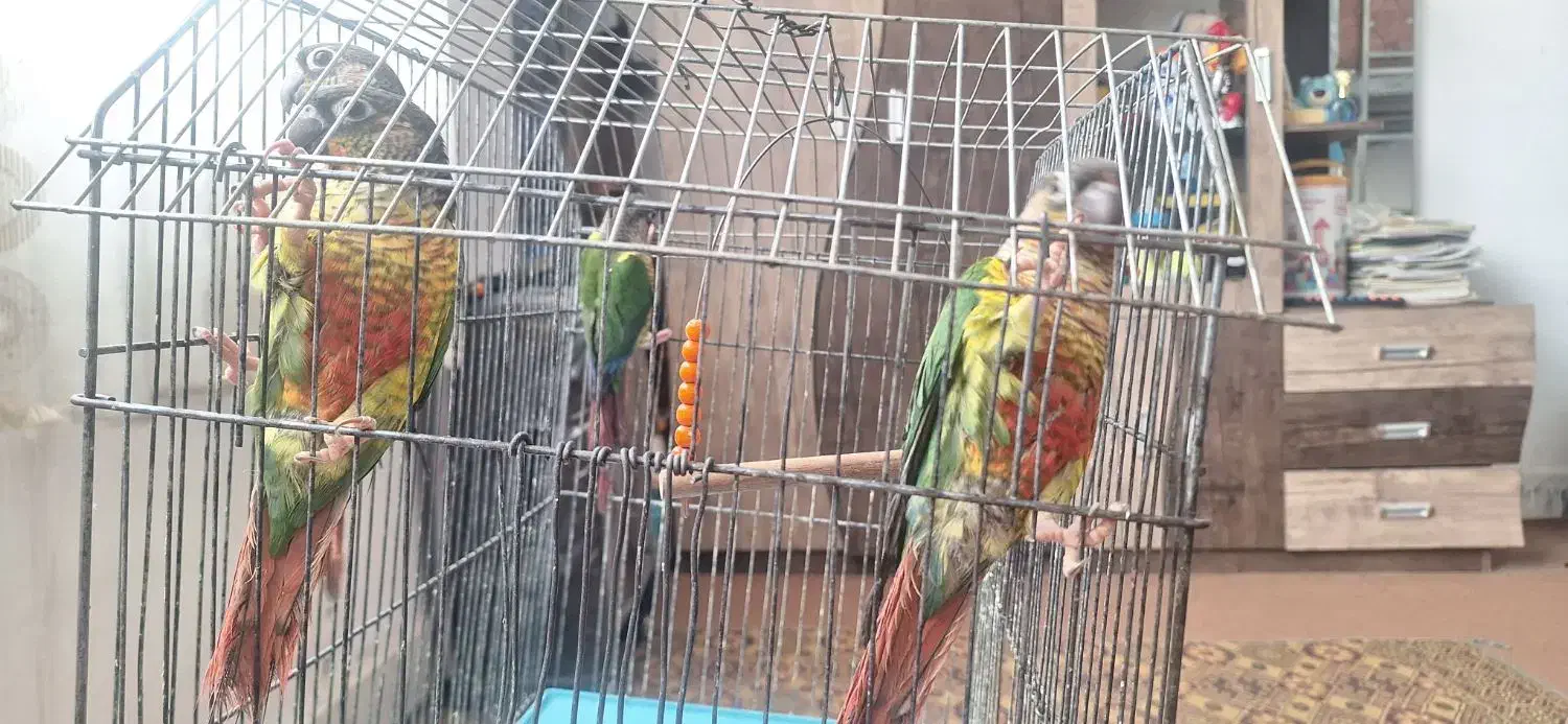 طوطی گرینچیک|پرنده|خمینی‌شهر, |دیوار