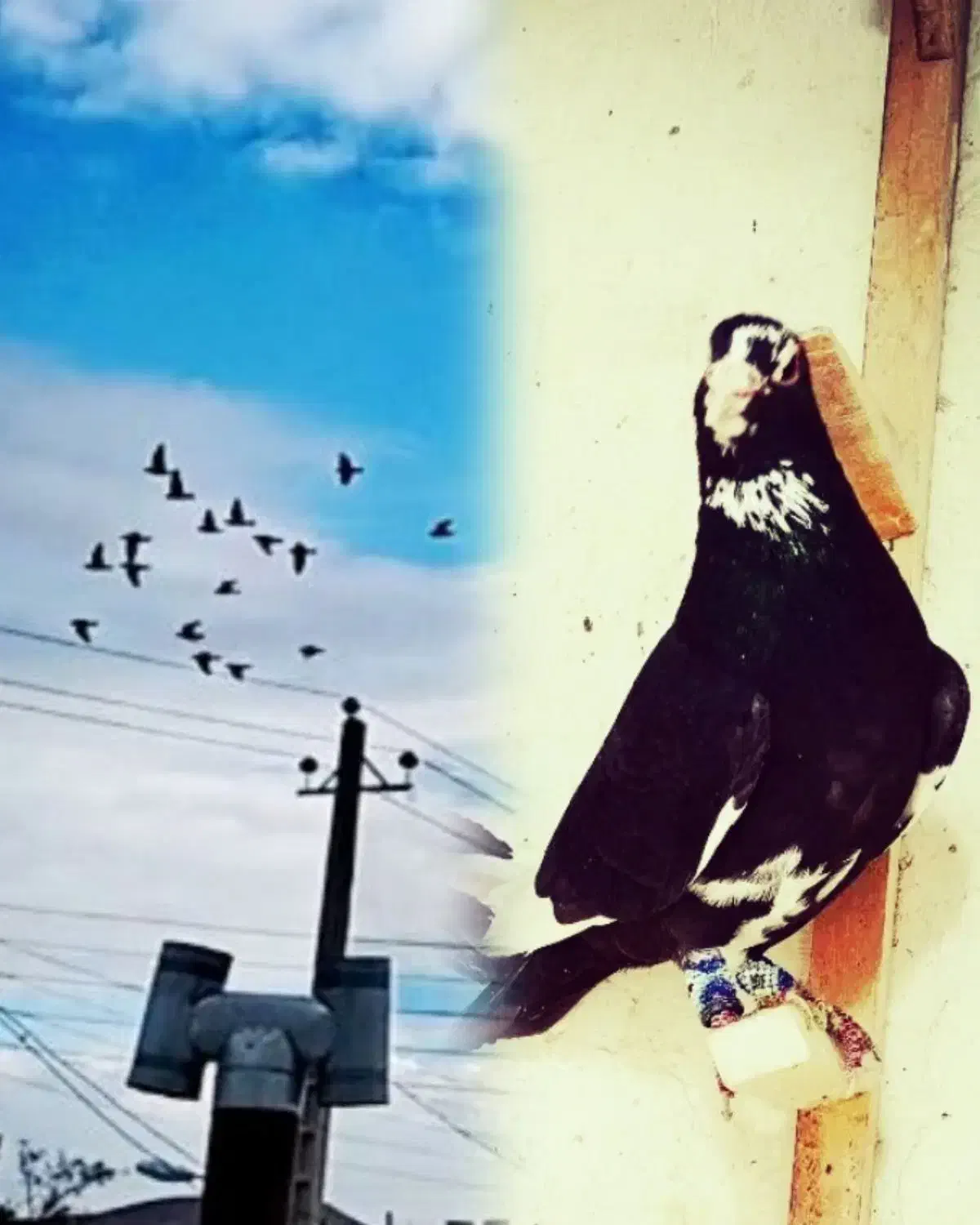 یکسرشال جلدکردن چاشنی بازی،توضیحات|پرنده|کرمان, |دیوار