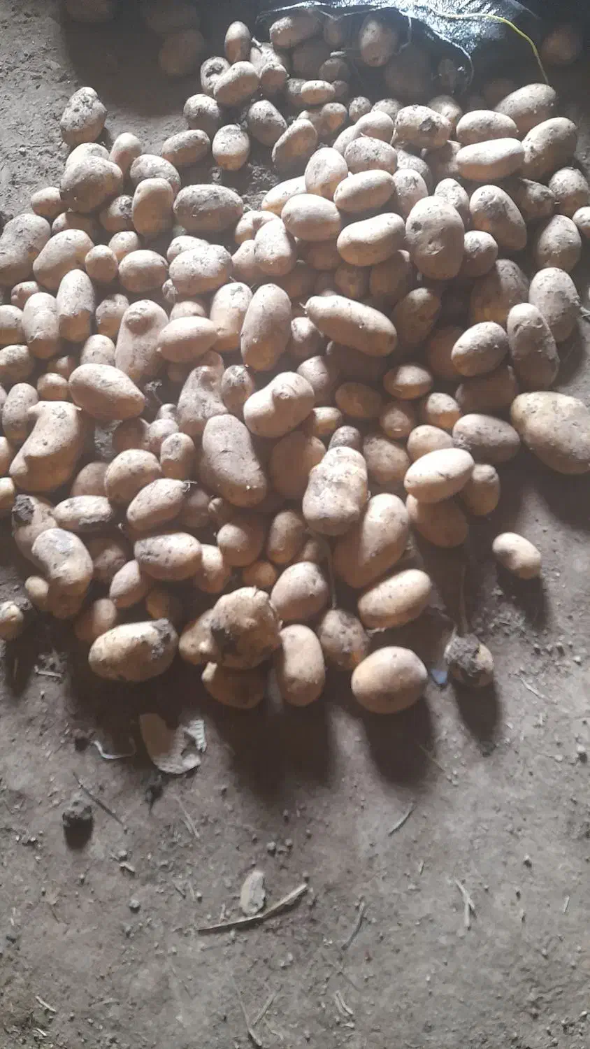 سیب زمینی آکریا|عمدهفروشی|اردبیل, |دیوار