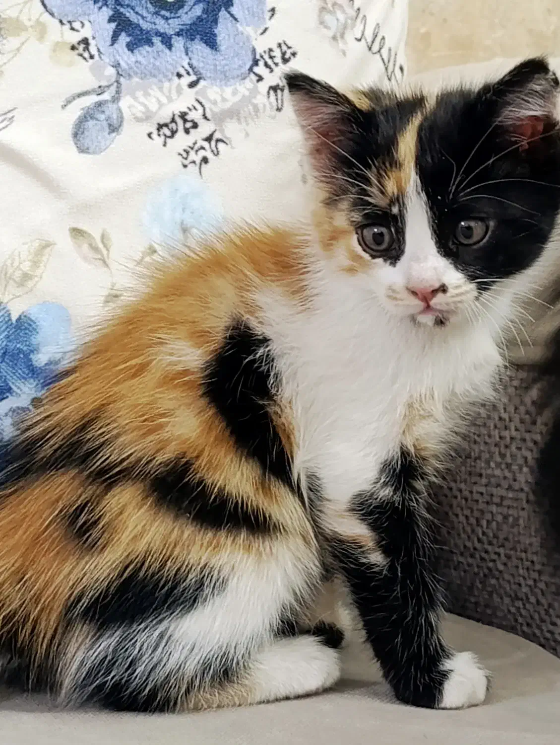 واگذاری گربه سه ماهه|گربه|خوی, |دیوار