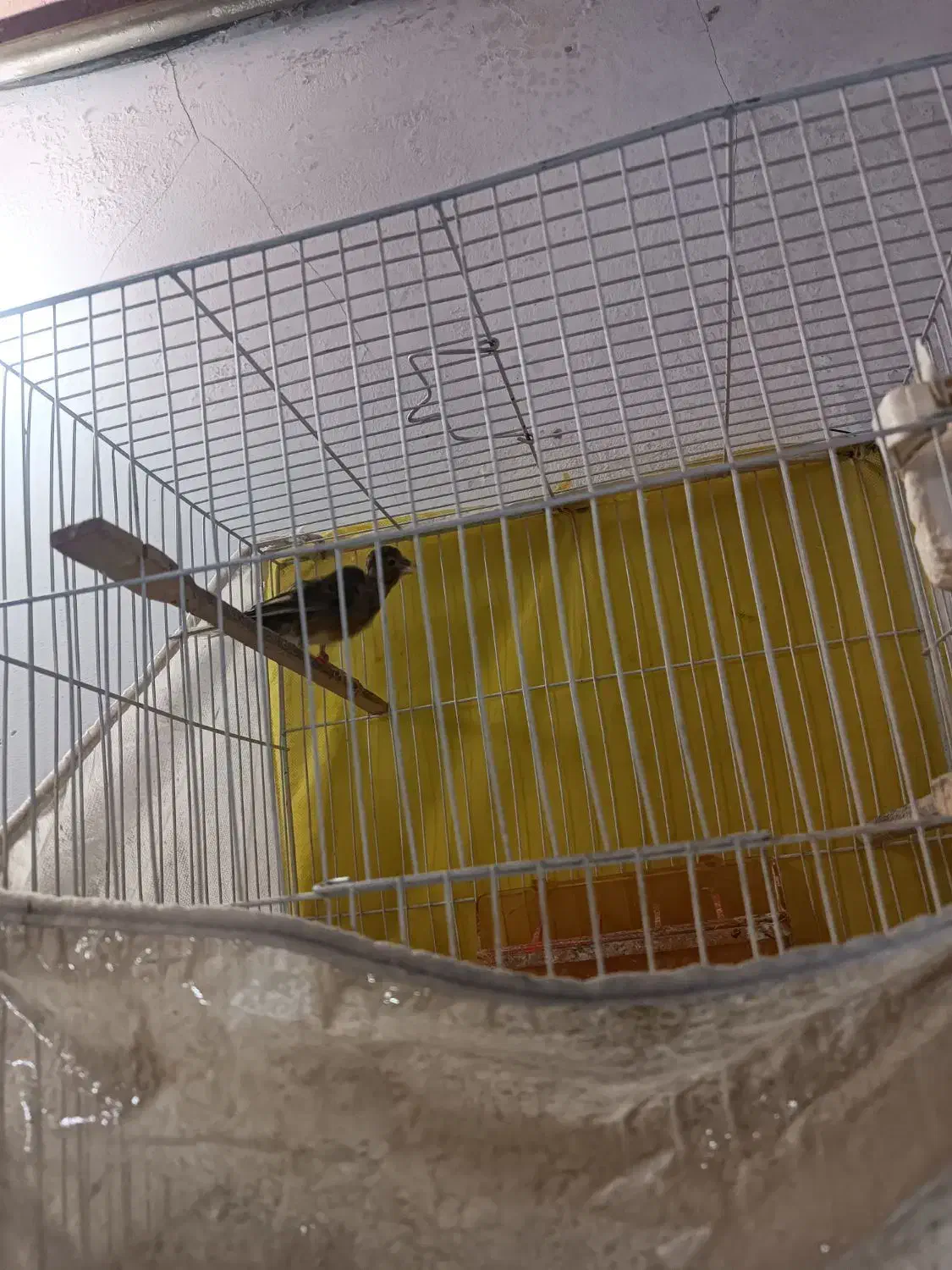 عروس هلندی قناری|پرنده|تربت جام, معدآباد|دیوار