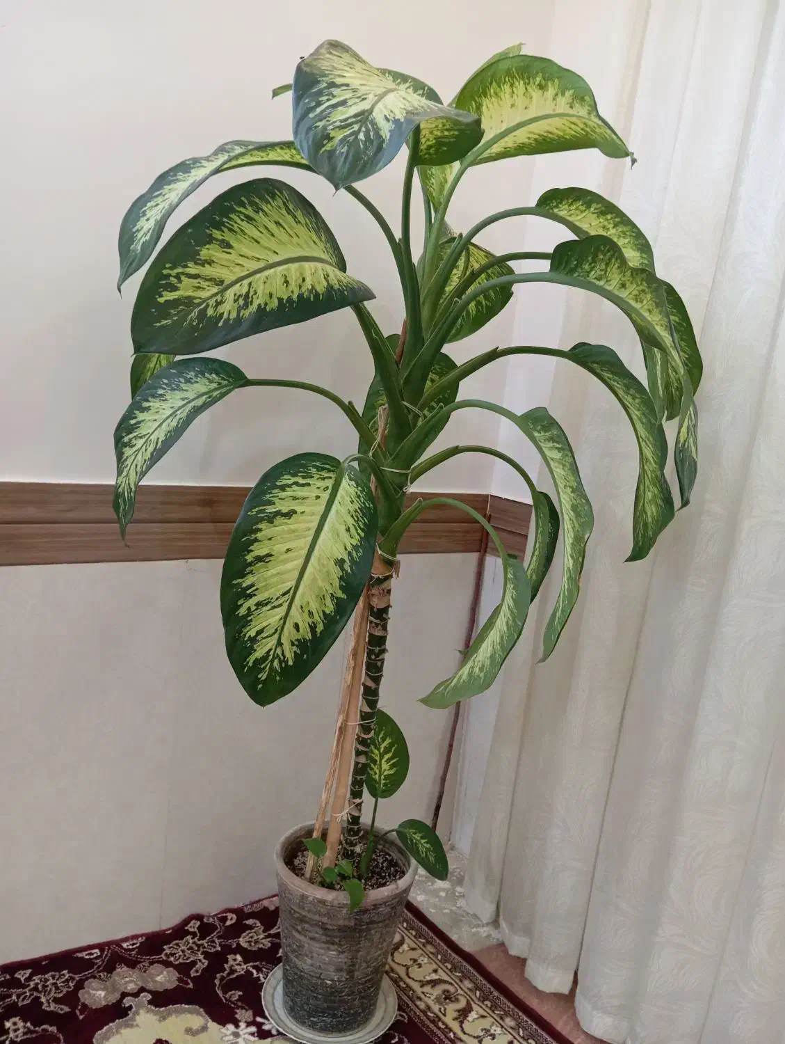 گل دیفن باخیا|گل و گیاه طبیعی|چناران, |دیوار