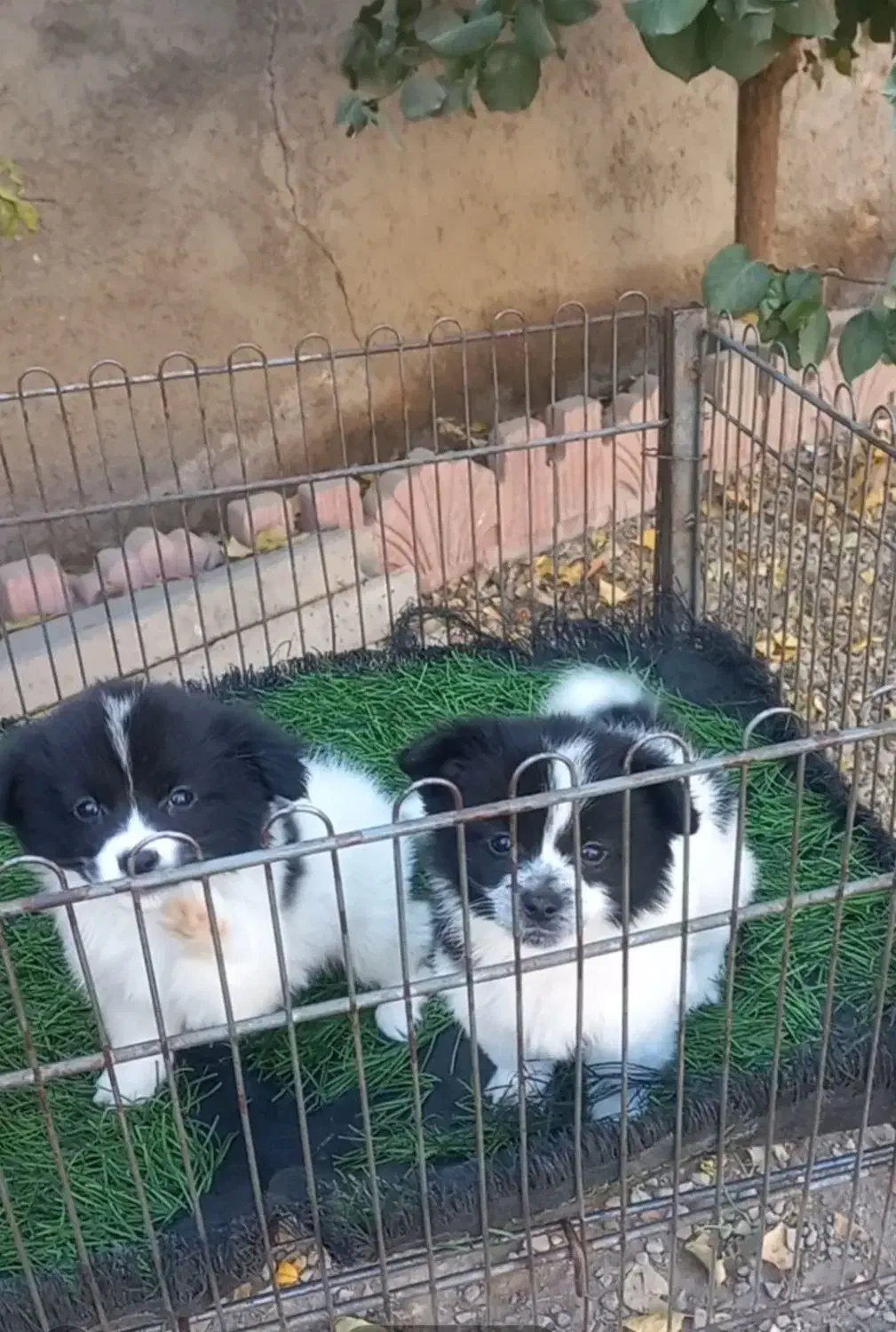 توله پامر ۴۵۰۰ سایز ریز|سگ|هشتگرد, شهرک اداری|دیوار