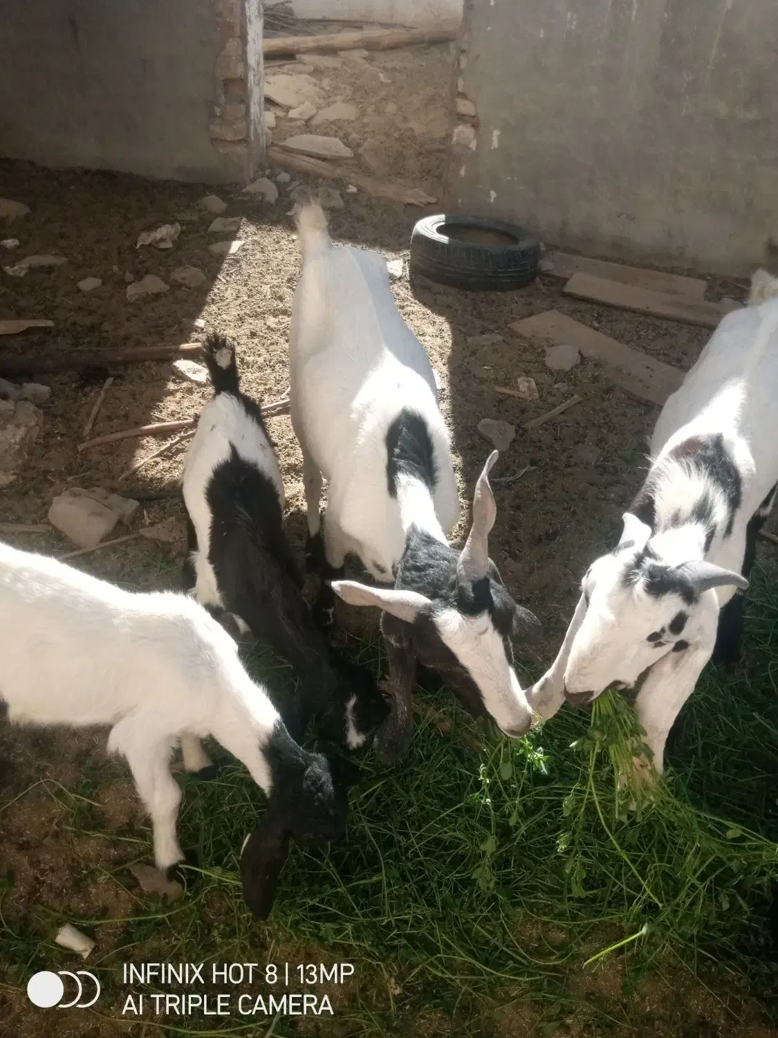 بز و کهره|حیوانات مزرعه|خاش, |دیوار