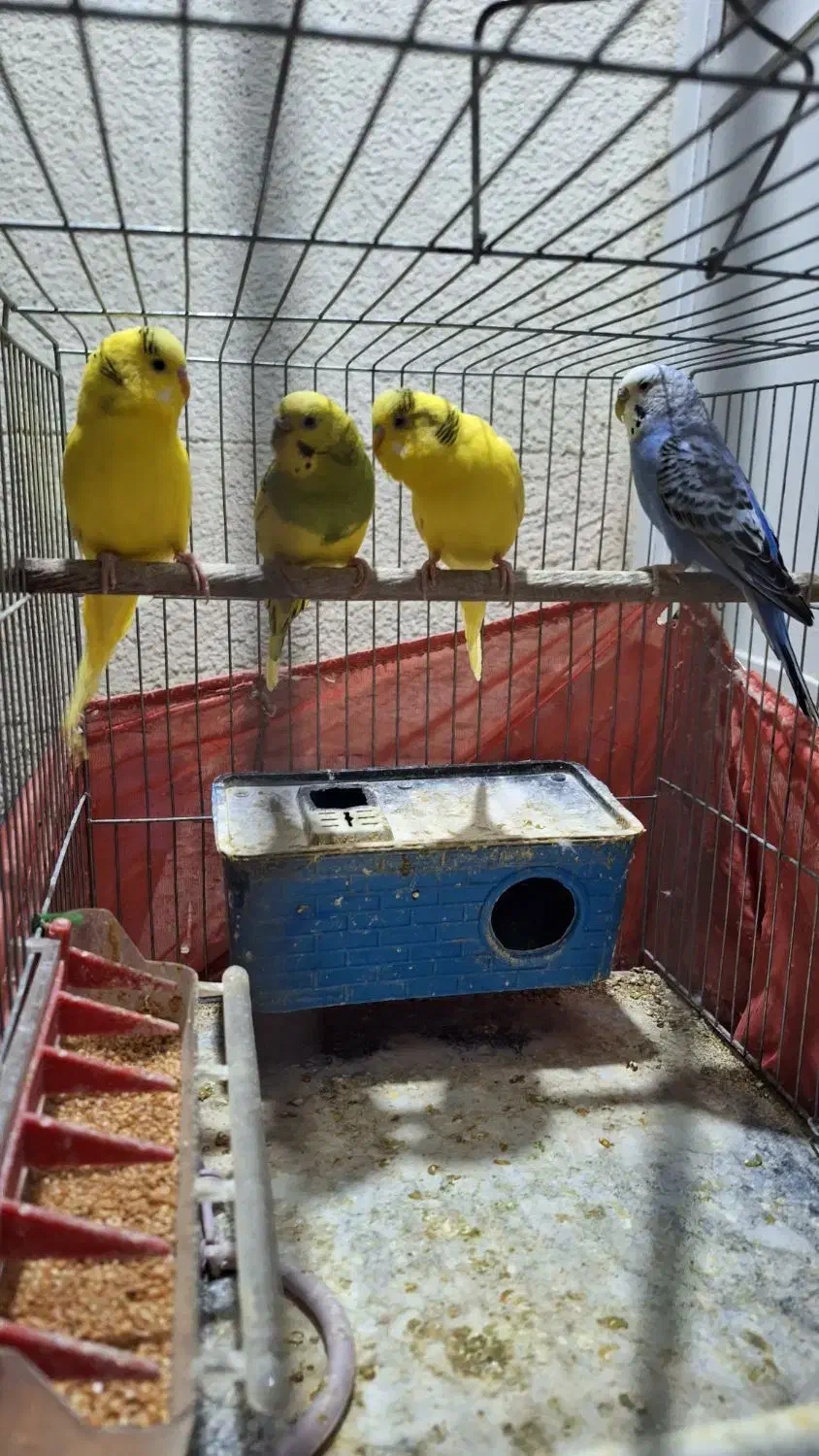 مرغ عشق|پرنده|گرمدره, |دیوار