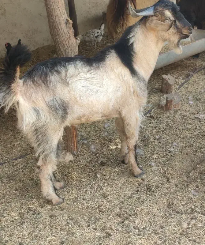 فروش قوچ ـ پازن ـ بز با کهره|حیوانات مزرعه|آبپخش, |دیوار