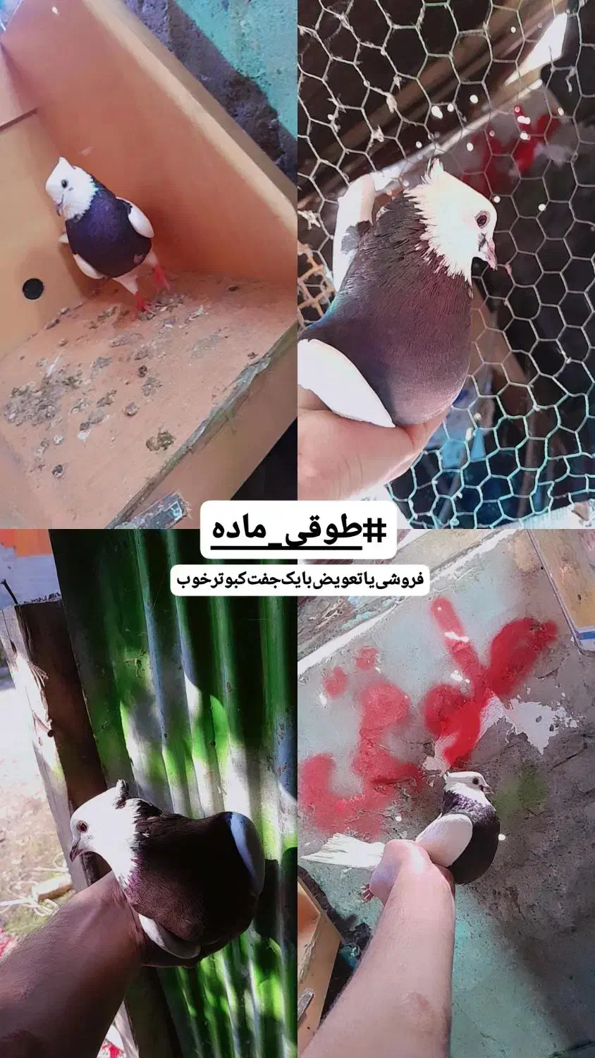 طوقماده|پرنده|رودبنه, |دیوار