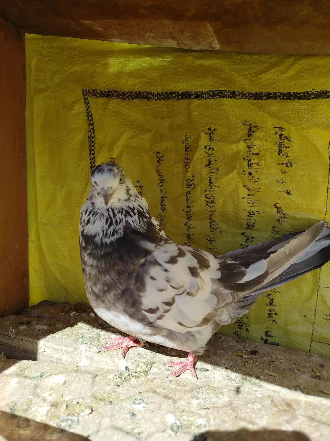 فروشی|قطعات و لوازم جانبی رایانه|شاهرود, |دیوار