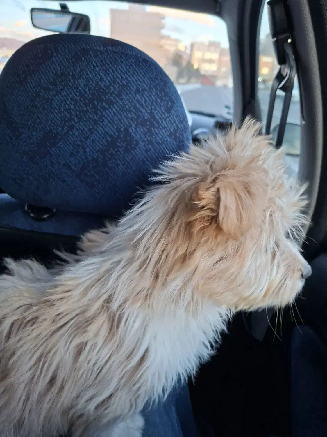 پیدا شده|حیوانات|تبریز, |دیوار