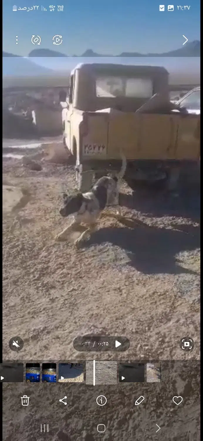 سک نگهبان|سگ|جوادآباد, |دیوار