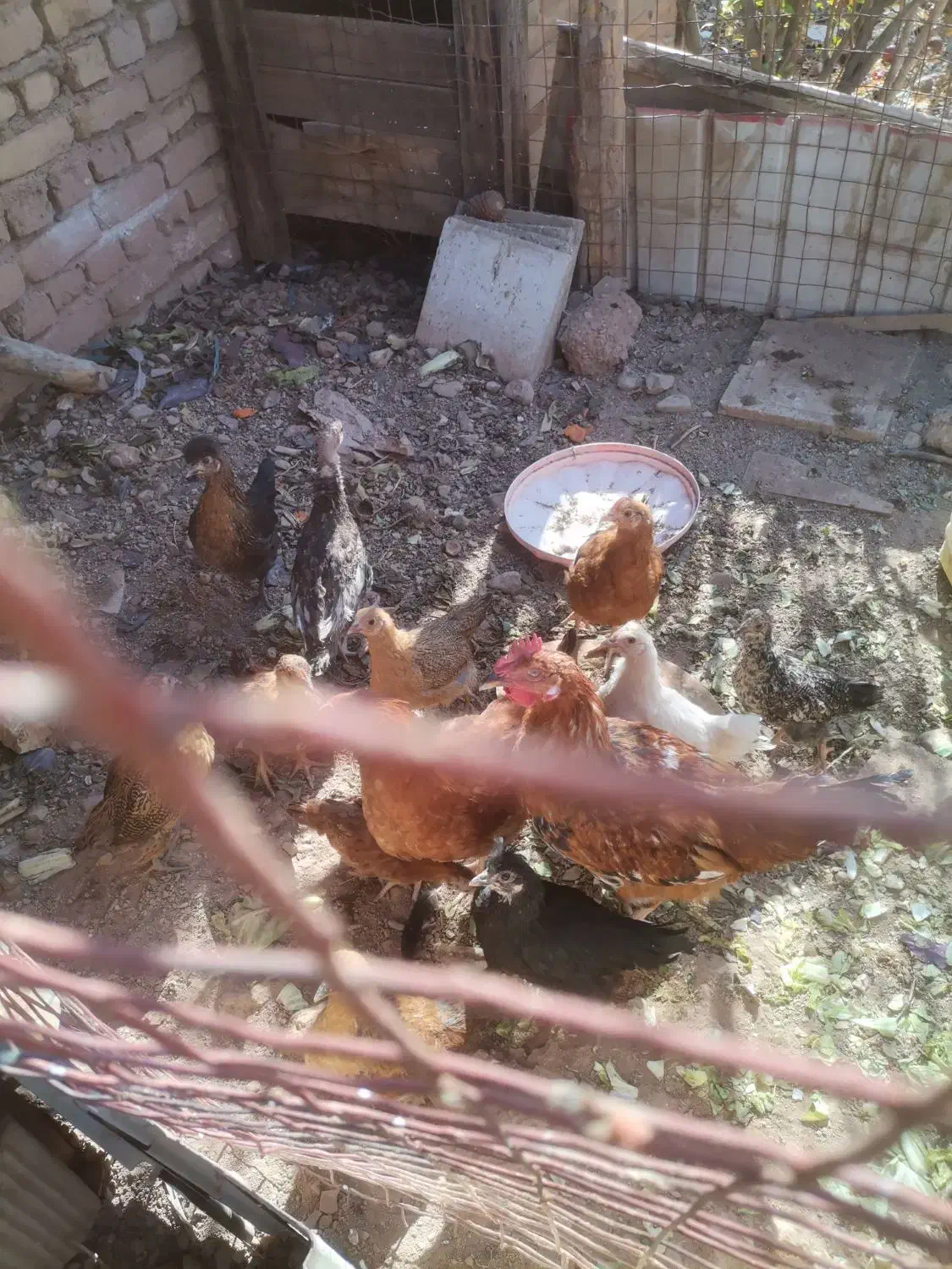 10 عدد جوجه مرغ|حیوانات مزرعه|پاکدشت, پارچین|دیوار