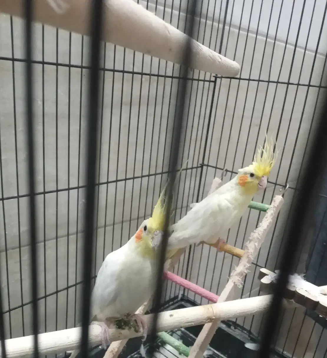 عروس هلندی|پرنده|یزد, |دیوار