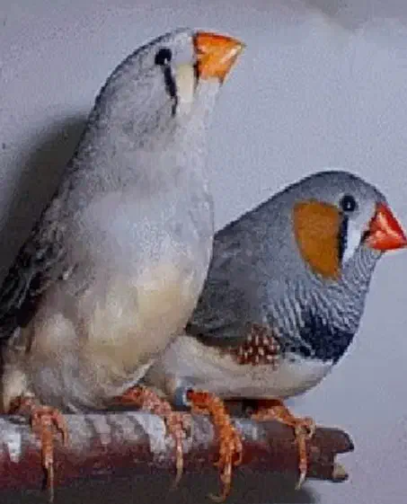 فنج|پرنده|اراک, |دیوار