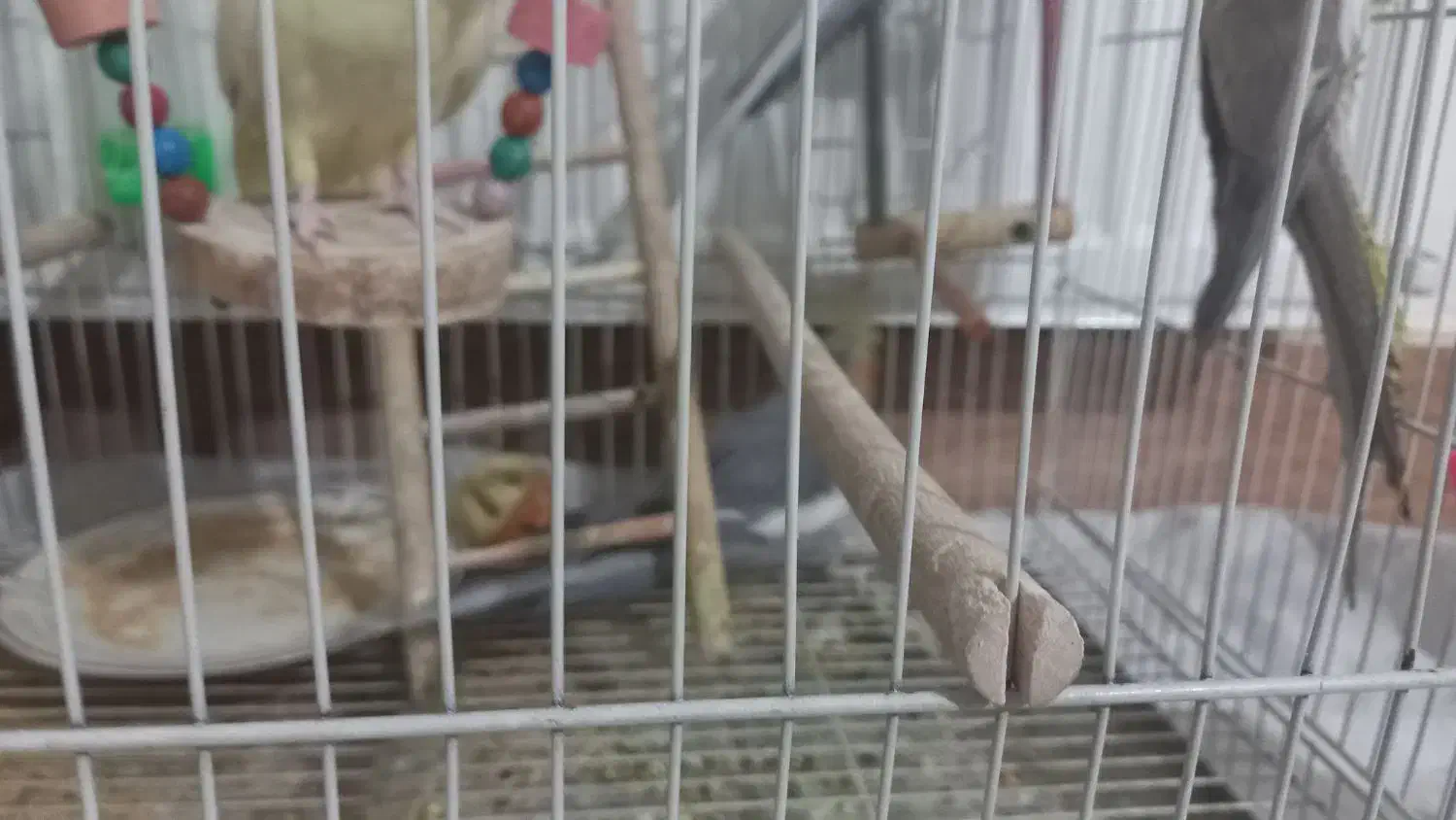 عروس هلندی|پرنده|گلبهار, شهر جدید گلبهار|دیوار