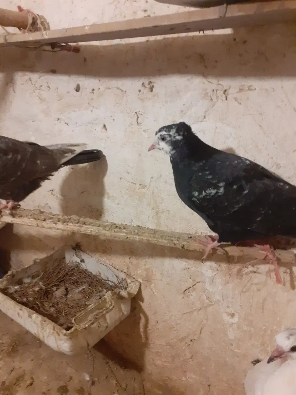 کبوتر|پرنده|ورامین, شهرک مدرس|دیوار