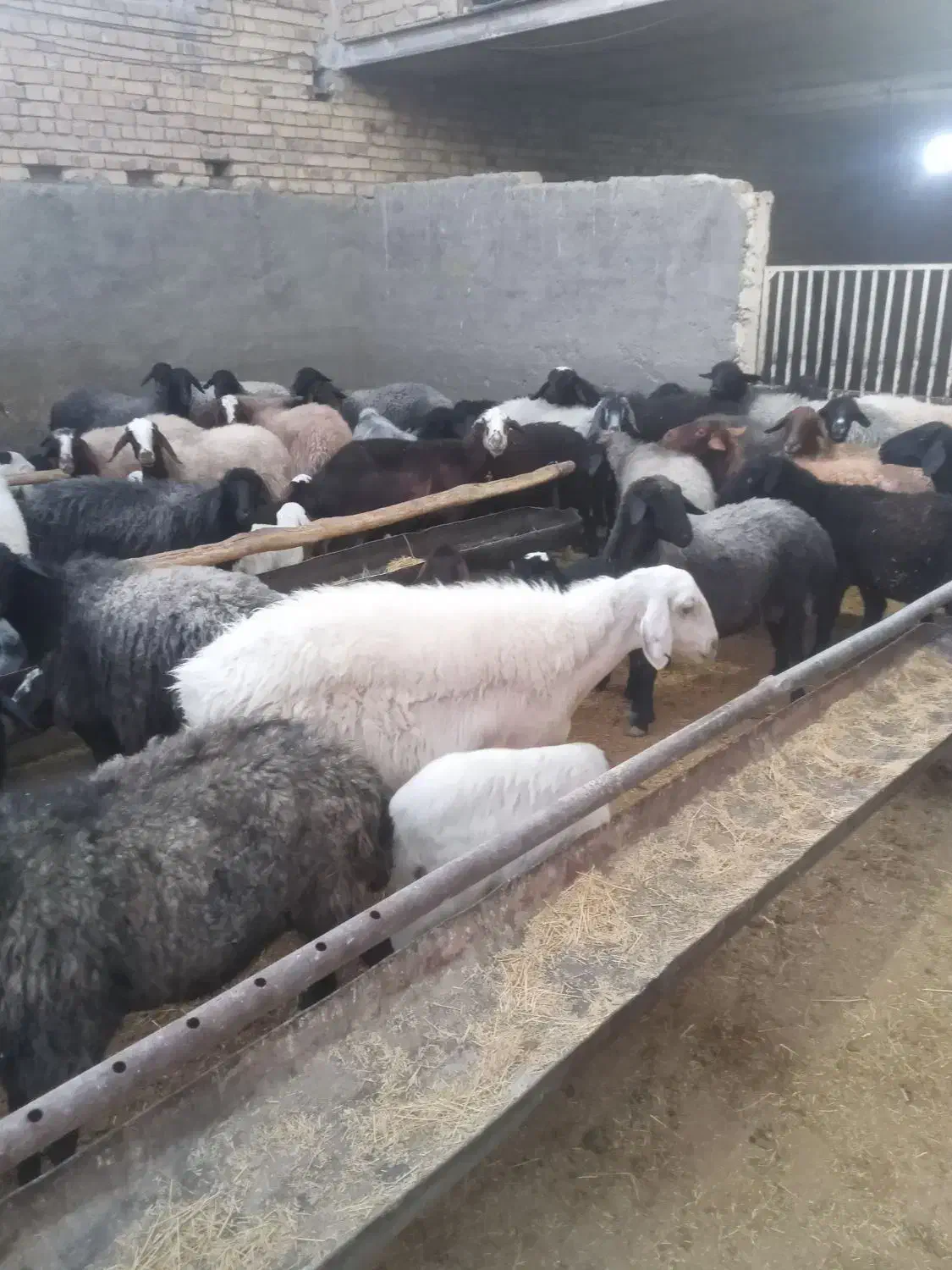 میش داشتی|حیوانات مزرعه|قم, تعویض پلاک|دیوار