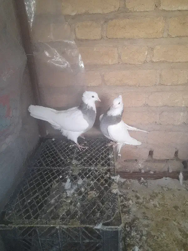 طوقی جوجه مفلق|پرنده|بافق, |دیوار