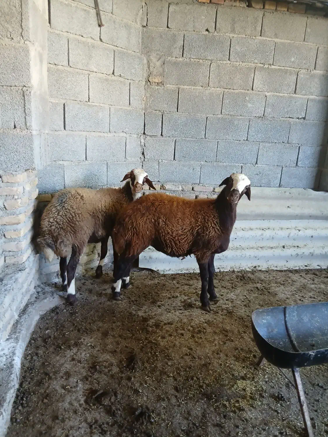 توقلی گوسفند|حیوانات مزرعه|انبارآلوم, |دیوار